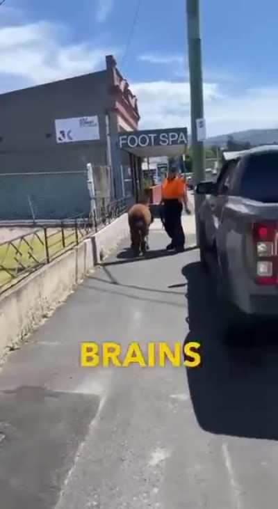 Australian major freak out definitely out in the open!