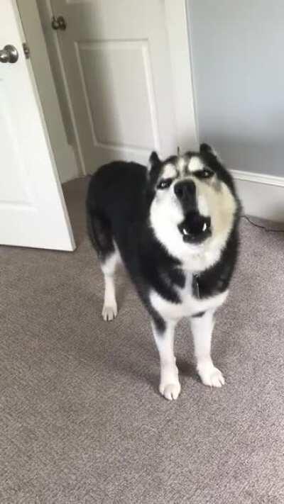 American Idol audition tape...