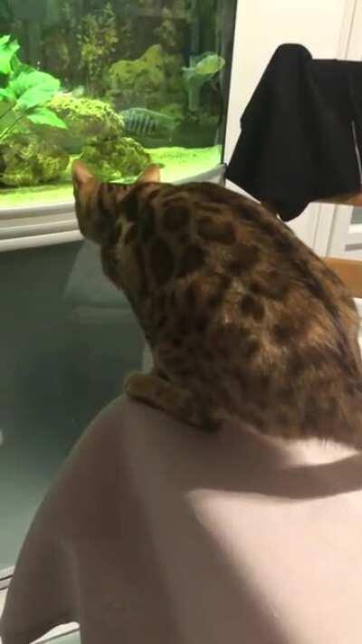 My kitty calculating how to befriend my fishes.