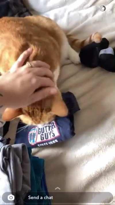 My boy Tyson, yelling at my fiancé for trying to do laundry