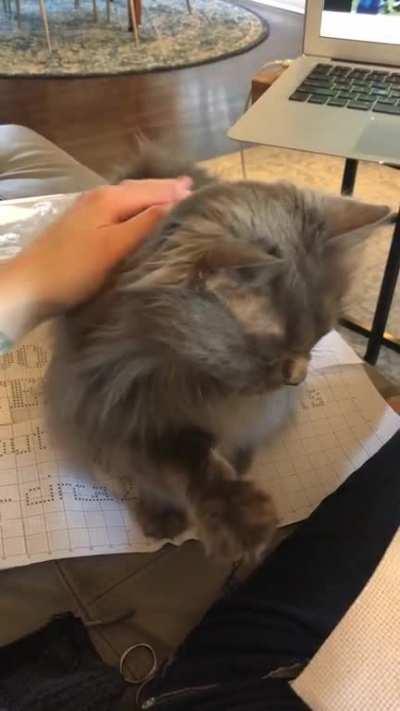 New foster kitty politely demands the pets.