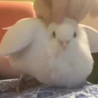 i dont know if this counts, but birb.