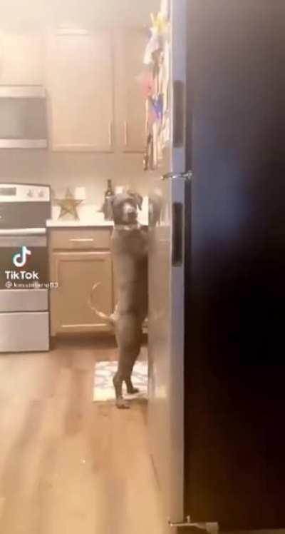 Dog gets caught red-handed