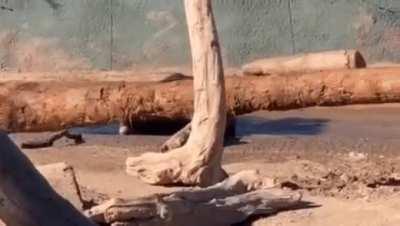 Tank pupper, blessed with BEEG stick