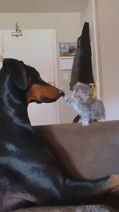 “Fierce predator establishing dominance in her new territory”