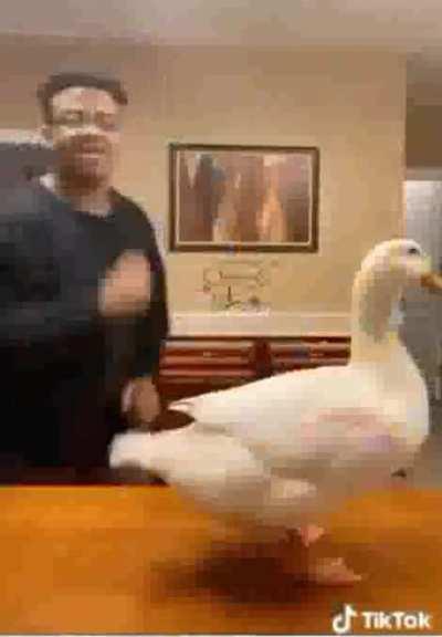 That Duck is best...