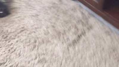 a cat give up on life and accepted his fate