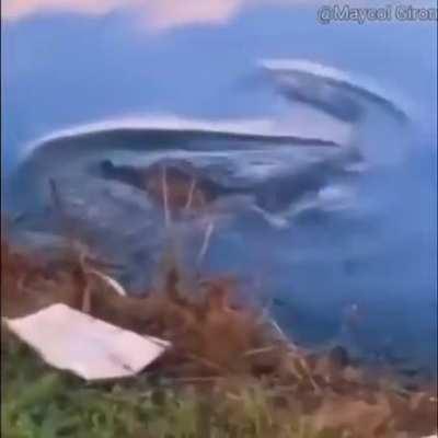 Uma nadadinha bem calma