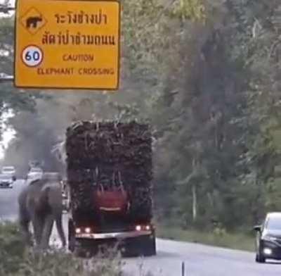 Elephants in Cambodia have learned to exploit their right of way by stopping passing sugar cane trucks to steal a snack.