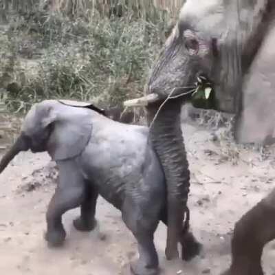 Baby Elephant coming to say hi but mom's in a hurry
