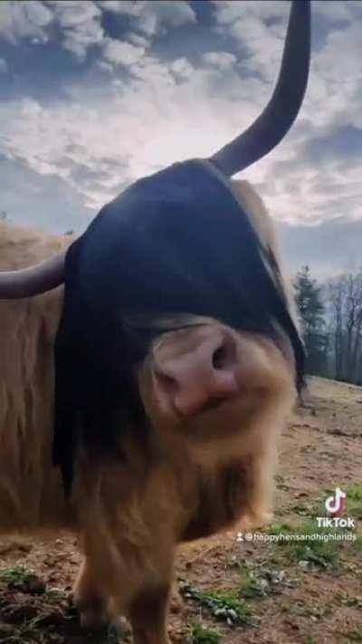 emo cow