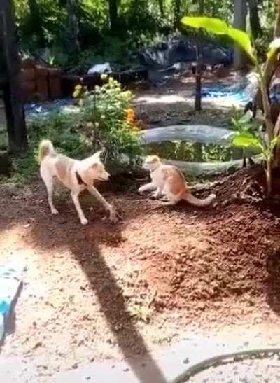 HMK while I show the cat who’s boss