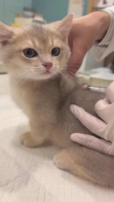 Such a well behaved kitten