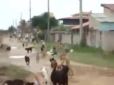 When desi librandus hear about foreign protests.