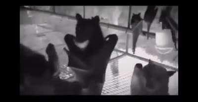 Bats filmed upside down