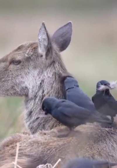 At the end of Winter, the Elk shed their thick coats. Jackdaws and other birds capitalize on this excess fur for nest building, making the shedding process much easier on the elk. A brief mutualistic partnership between both species.