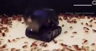 Top secret weapon unleashed by the mechanicus to destroy tyranids (m41, colorized)