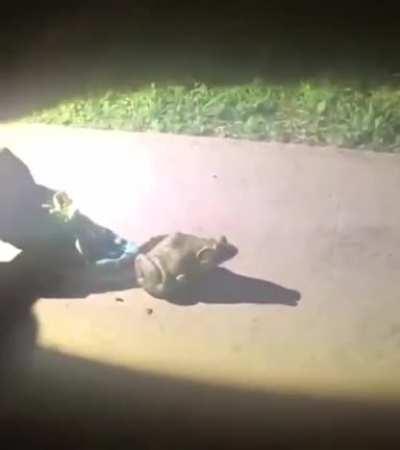 My frog people need me