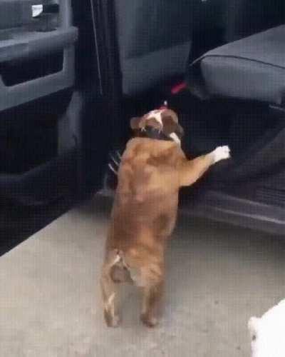 Nimble dogs go for a ride.