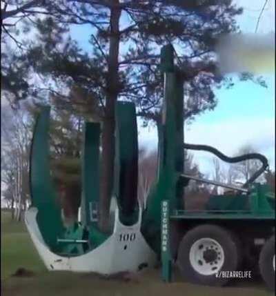 Transplanting a tree