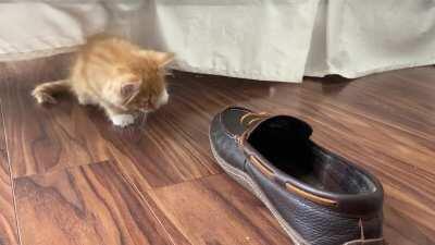 That slipper had it coming.