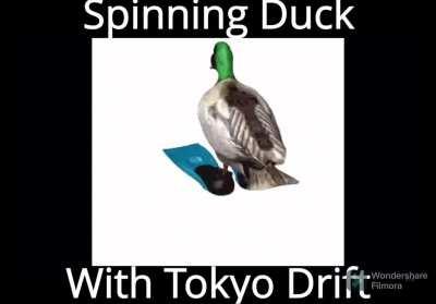 Spinning Duck