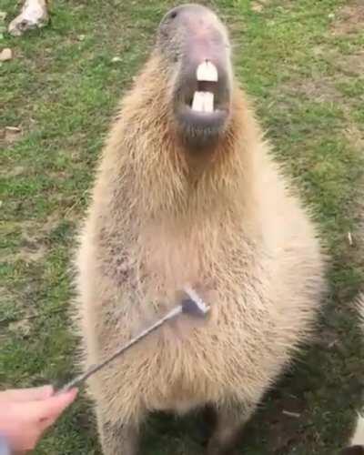Capybara gets some scratches