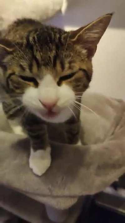 An evening conversation with Picasso *yawmeaow*