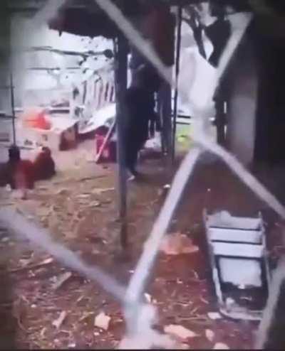 This damn goat walking on 2 legs&hellip;