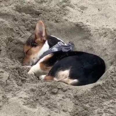little Doggo is all tuckered out... digs a hole to have a snooze in