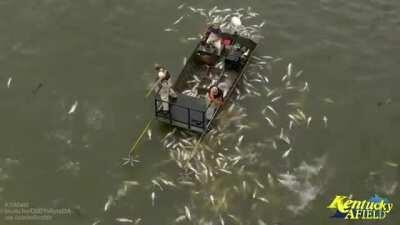 Electrofishing a school of invasive Asian carp