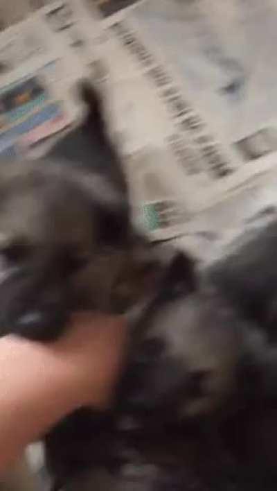 DoGs TeArs oFf PeRsOnS fUcKInG aRm aFteR tHreAteNing ThEm