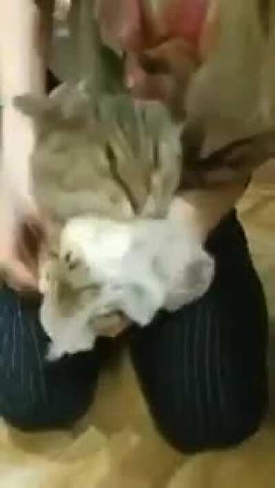 Average redscare feline