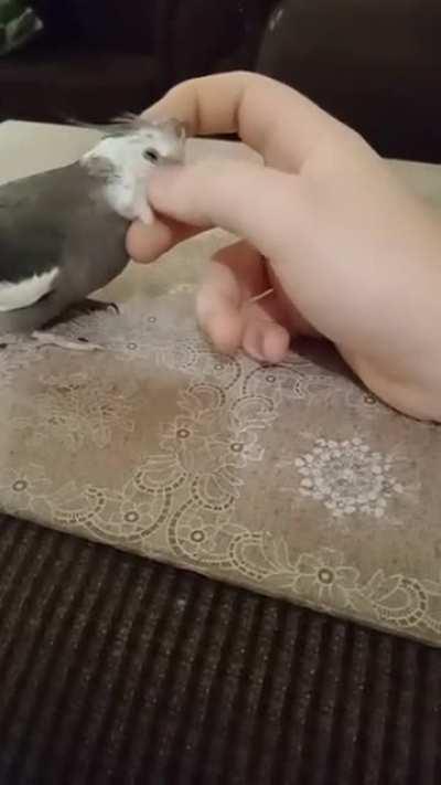 Just a birb wanting some pets