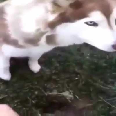 Hombre le da almuerzo a un perro