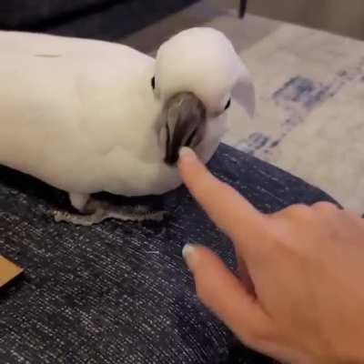 Helicopter Mode Activated