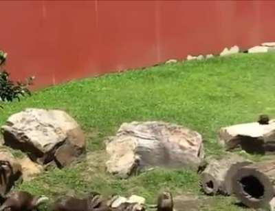 A herd of otters chasing the butterfly around
