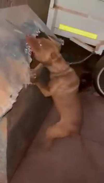 Shelters: This is Snuggles! We just can't understand why he hasn't been adopted yet :(