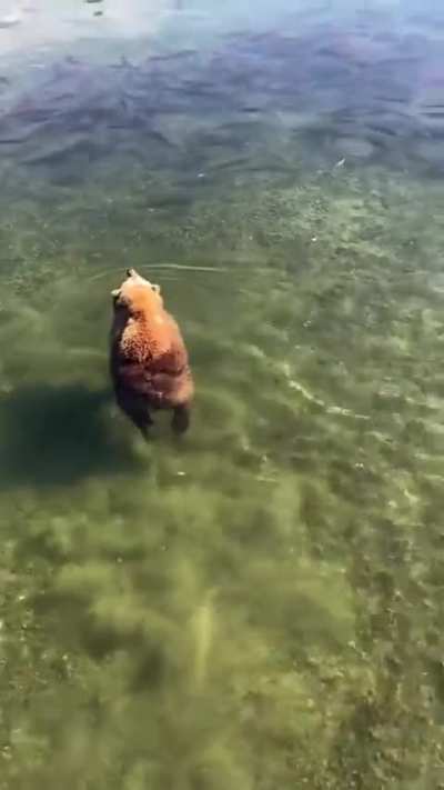 🔥 I wouldn't think bears can just float like that