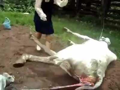 Laboring cow kicks a woman in the face