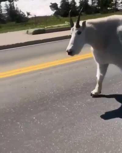 An absolutely massive mountain goat