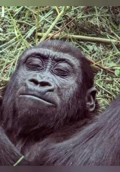 Ride Wife: Unpeeled Edition