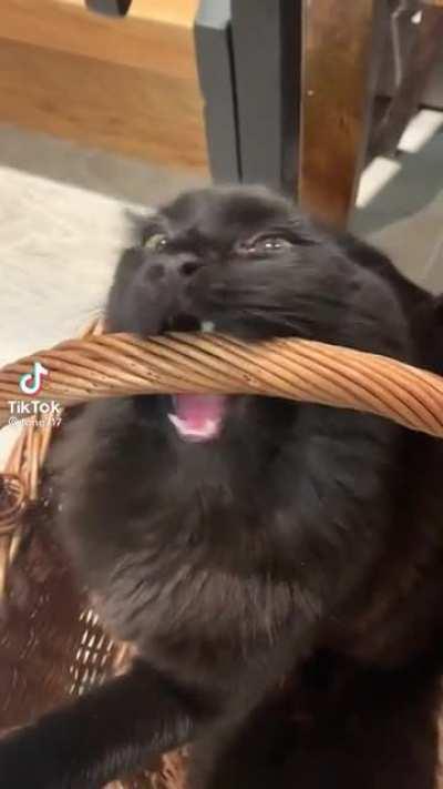 the bane of wicker baskets everywhere