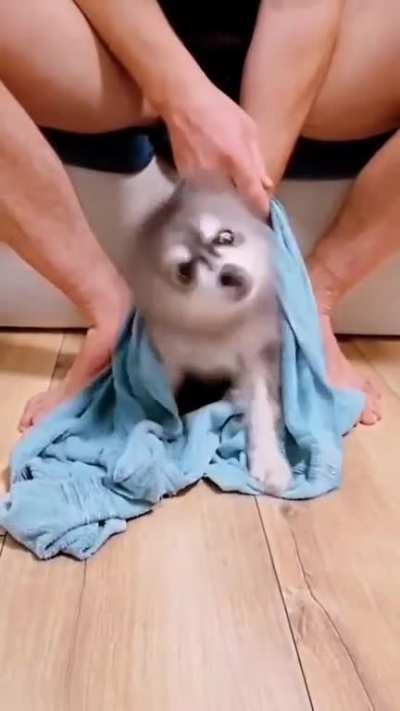 Guest the puppy 🥰