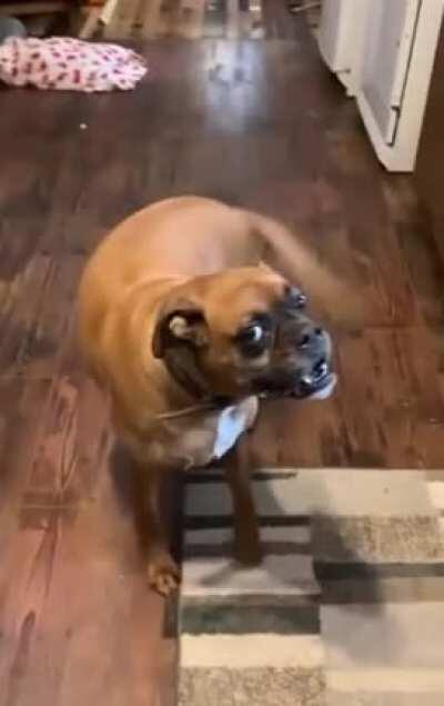 Stealthy stalker boi