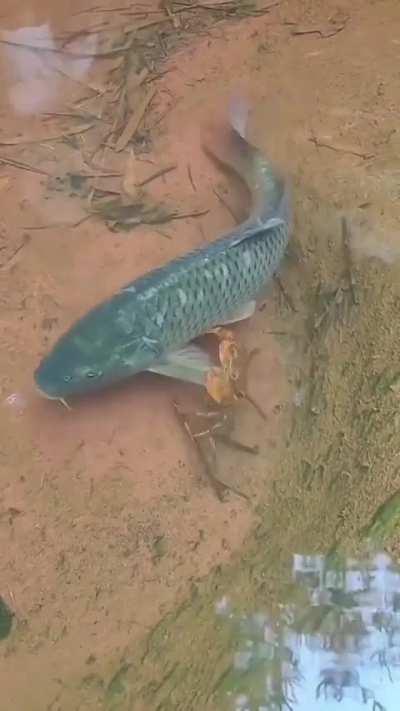 🔥 When Mr. Krabs wants the money you owe him 