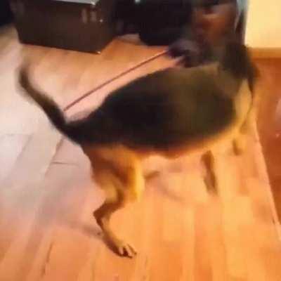 German Shepherd wants to hula hoop