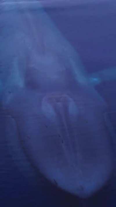 Just the largest animal to ever live on our planet coming up for air...