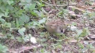 A bird with little hands?