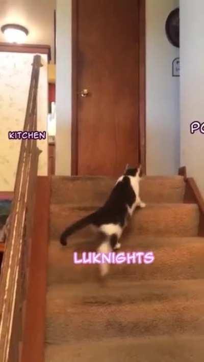 Luna's cooking streams are a treasure.